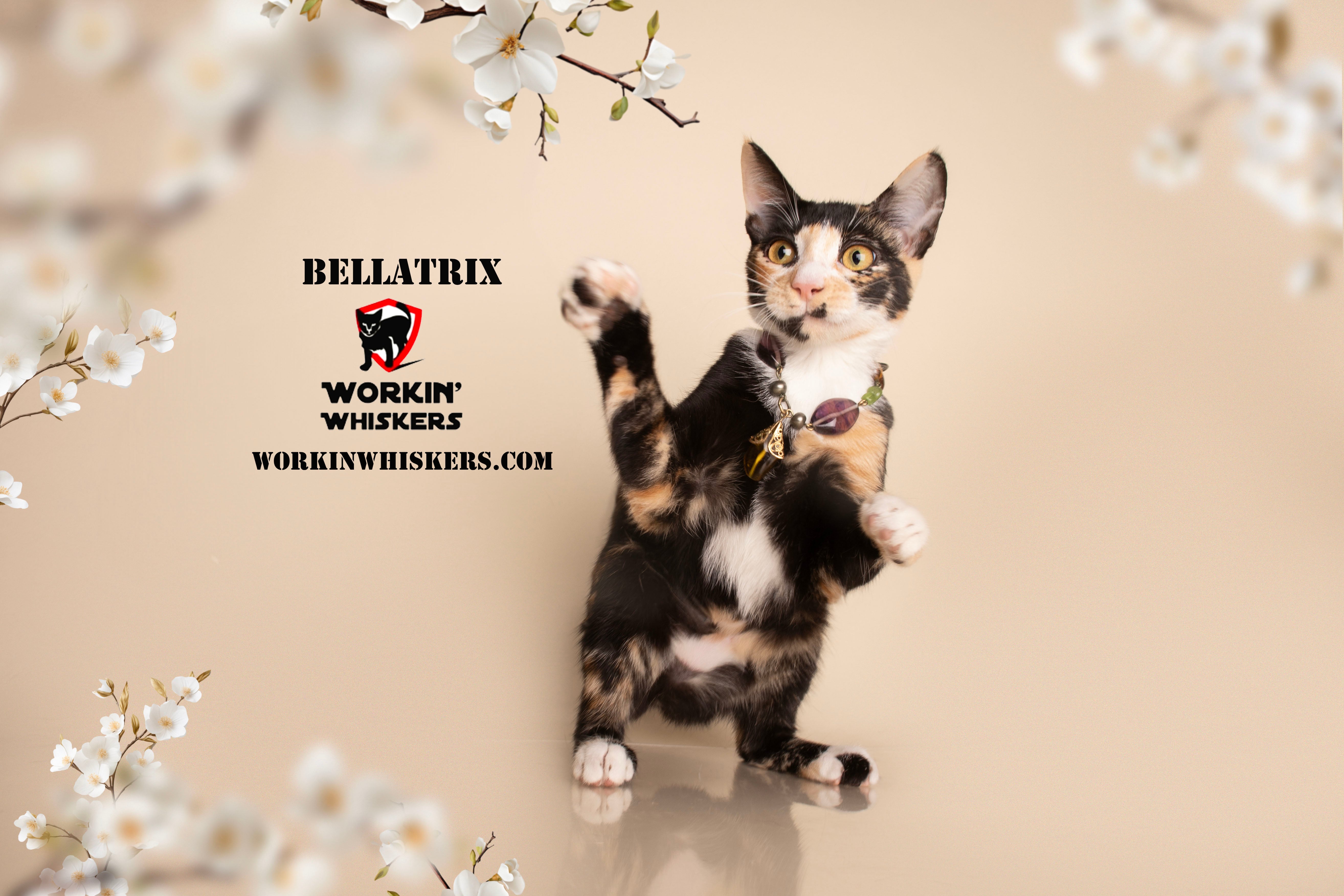 A young medium-sized female Calico cat named Bellatrix for adoption in HEMET, CA