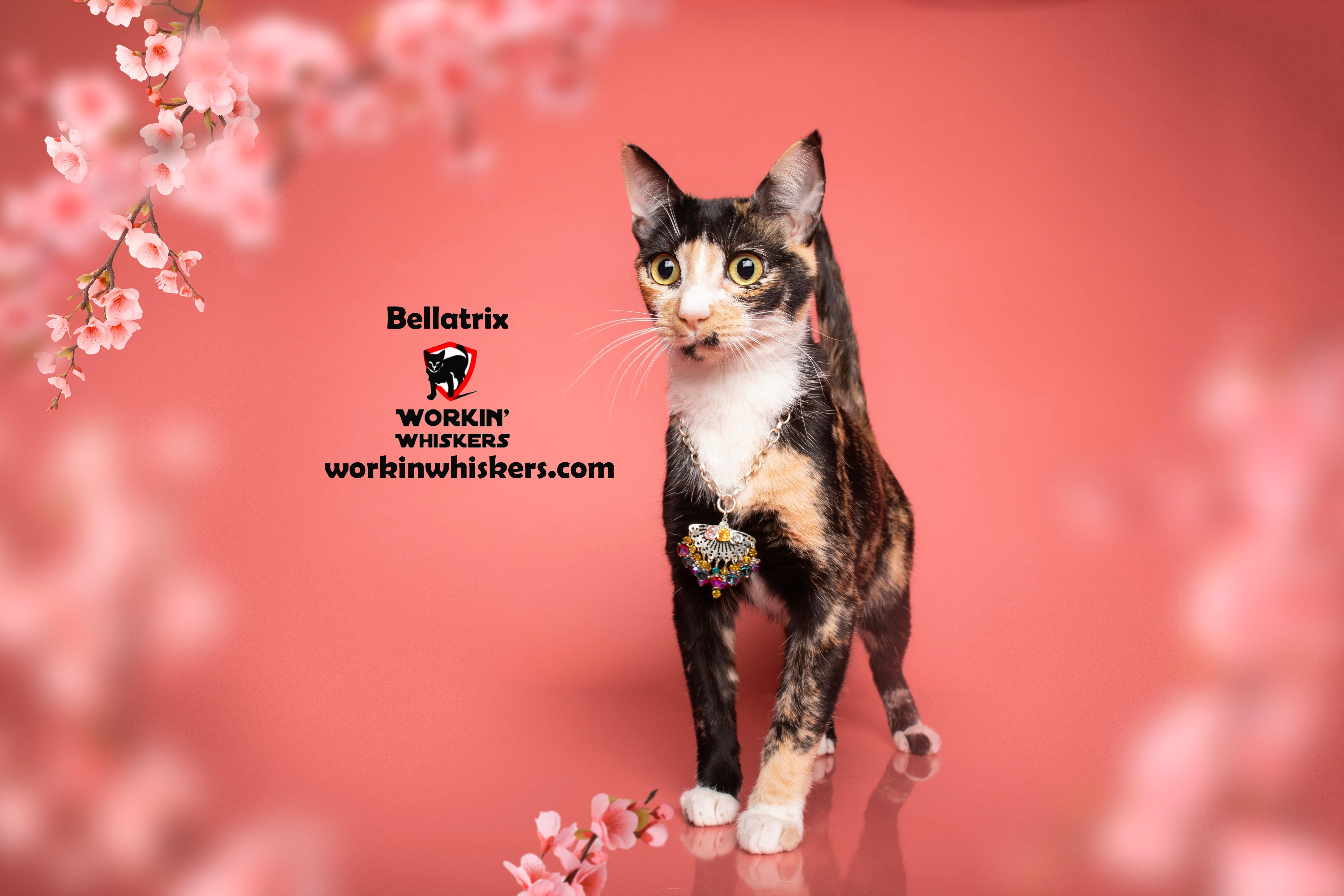Bellatrix thumbnail 4