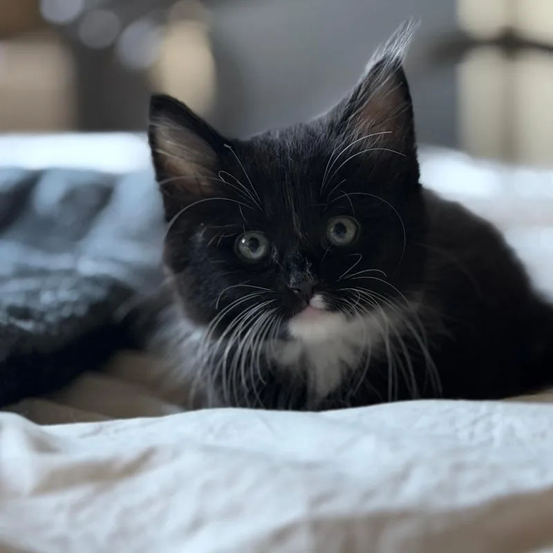 Pierre