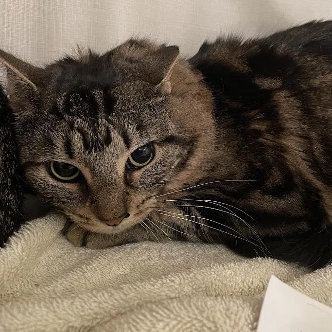 An adult medium-sized female Domestic Medium Hair cat named Layla for adoption in Port Charlotte, FL