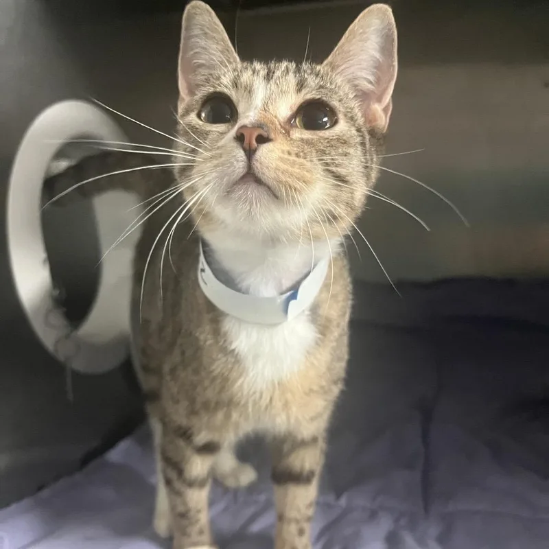 A baby small-sized female Brown / Chocolate Domestic Short Hair cat named Pickles for adoption in Lakeland, FL