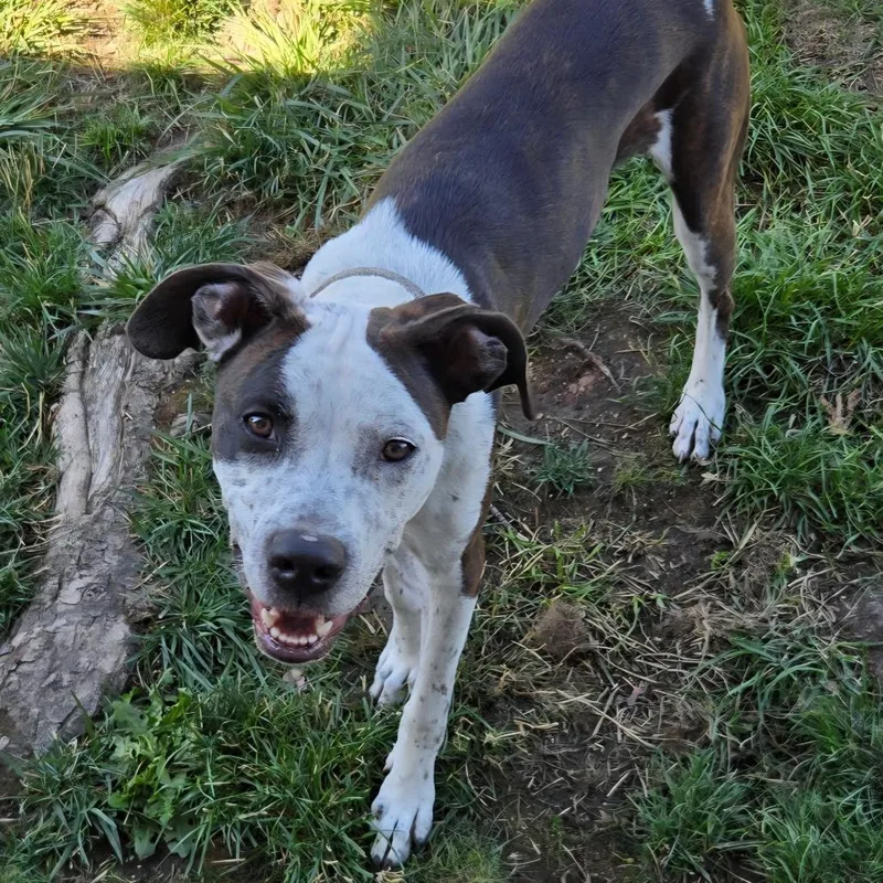A young medium-sized male Boxer dog named Bailey for adoption in Klamath Falls, OR