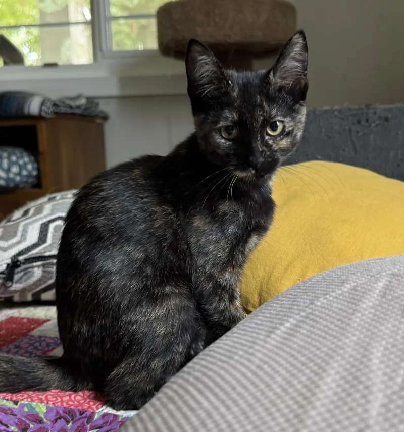 A baby small-sized female Domestic Short Hair cat named Scribbles for adoption in Lemoore, CA