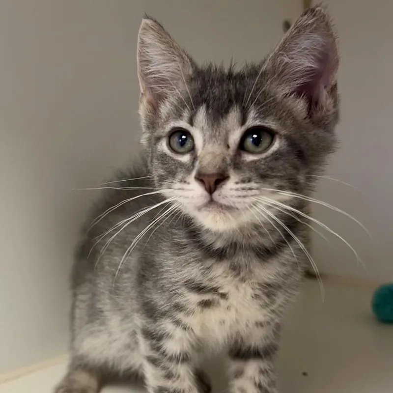 A baby small-sized male Gray / Blue / Silver Domestic Short Hair cat named Orion for adoption in St Joseph, MO