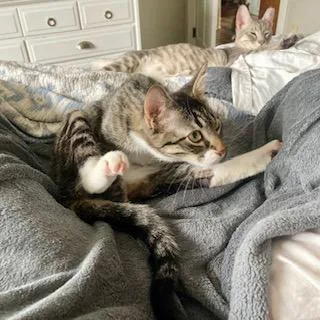 Two Socks thumbnail 2