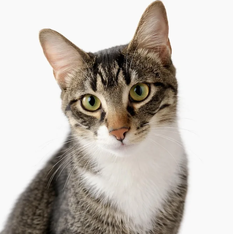 A young medium-sized male Domestic Short Hair cat named Two Socks for adoption in Blaine, MN