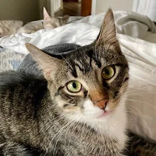 Two Socks thumbnail 3