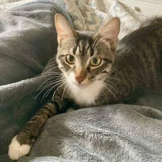 Two Socks thumbnail 4