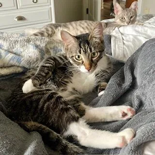 Two Socks thumbnail 5