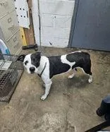 An adult medium-sized female Black Mixed Breed dog named Rachel for adoption in New Iberia, LA