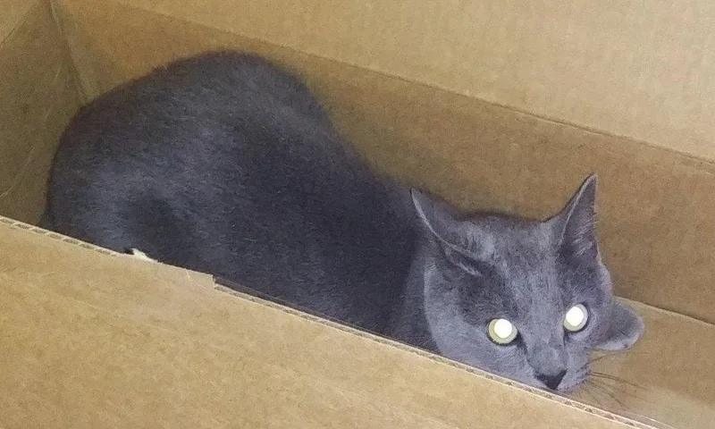 An adult large-sized male Gray / Blue / Silver Domestic Short Hair cat named Colt for adoption in Locust Grove, GA