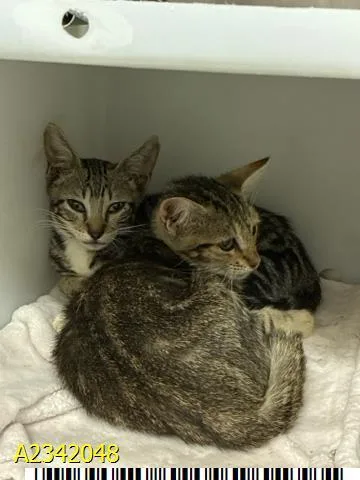 A baby small-sized male Domestic Short Hair cat named Kismet for adoption in West Palm Beach, FL