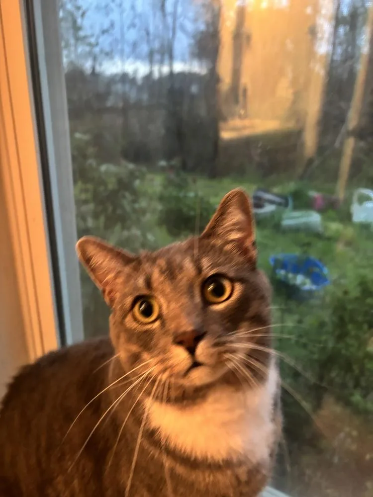 Big Boy Smokey thumbnail 3