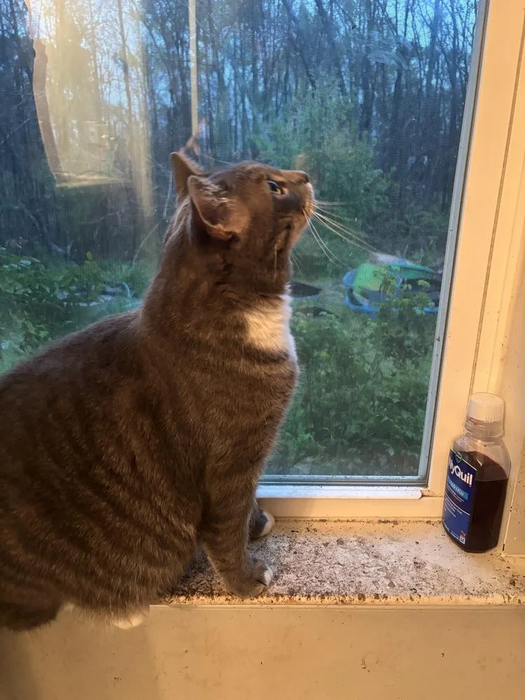 Big Boy Smokey thumbnail 4