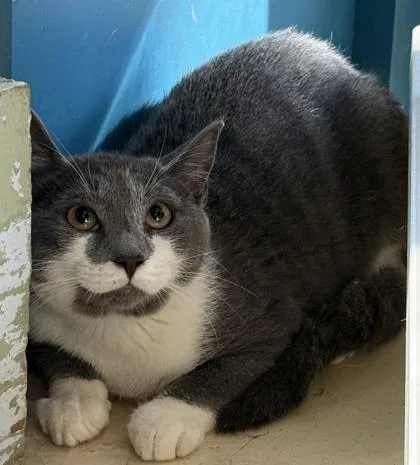 A baby medium-sized female Domestic Short Hair cat named Maggie for adoption in Conway, SC