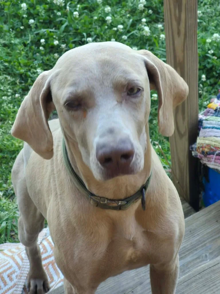An adult large-sized male Weimaraner dog named Clyde for adoption in Fayetteville, AR