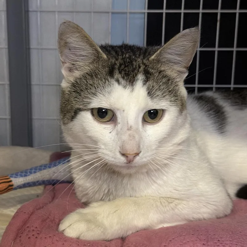 An adult small-sized male White Domestic Short Hair cat named Marshy for adoption in Middle Village, NY