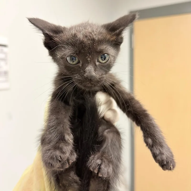A baby small-sized female Black Domestic Short Hair cat named Olive Garden for adoption in Jacksonville, FL
