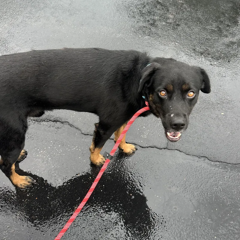 A young medium-sized male Black Labrador Retriever dog named Dexter for adoption in Huntington, NY