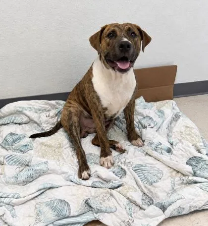 An adult medium-sized male Terrier dog named Freddie for adoption in Gulfport, MS