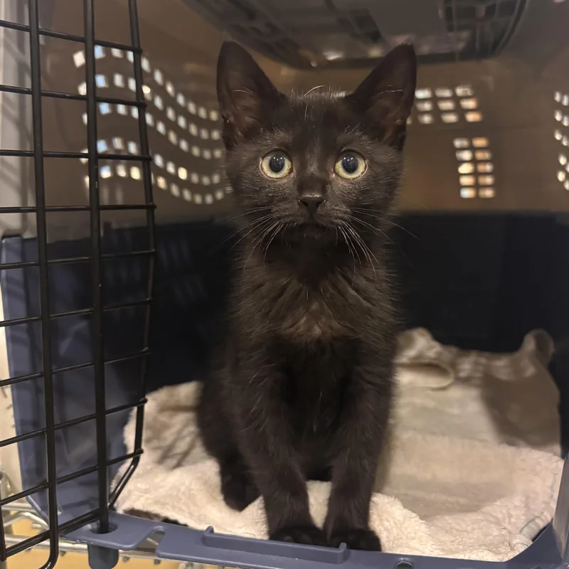 A young medium-sized female Black Domestic Short Hair cat named Three for adoption in Charleston, SC