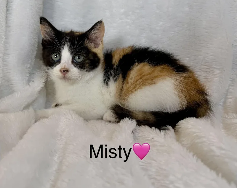 A baby medium-sized female Calico cat named Misty for adoption in Copley, OH