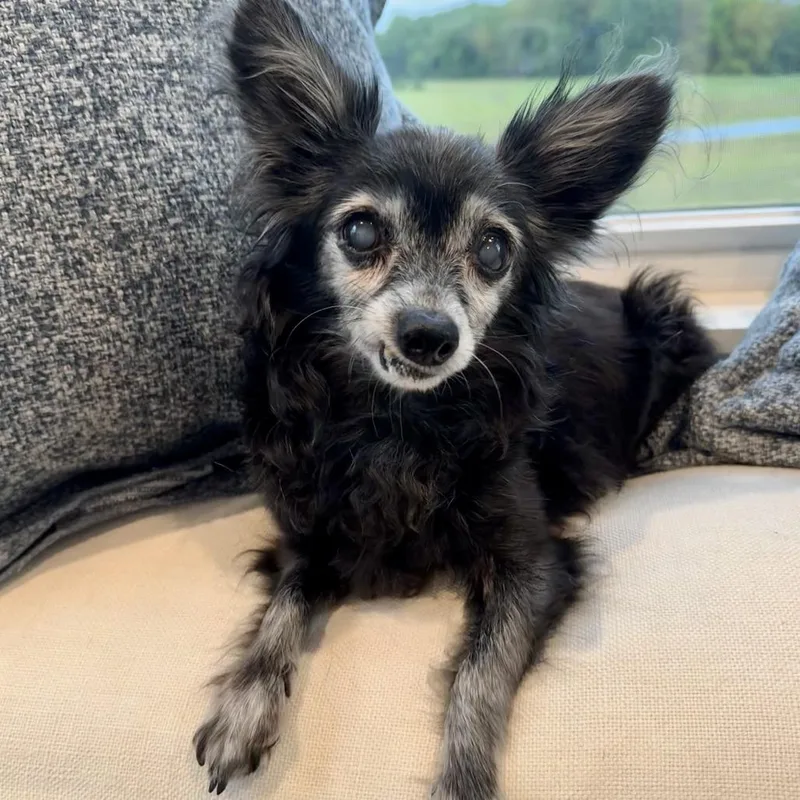 A senior small-sized male Black Pomeranian dog named Linus for adoption in Cincinnati, OH