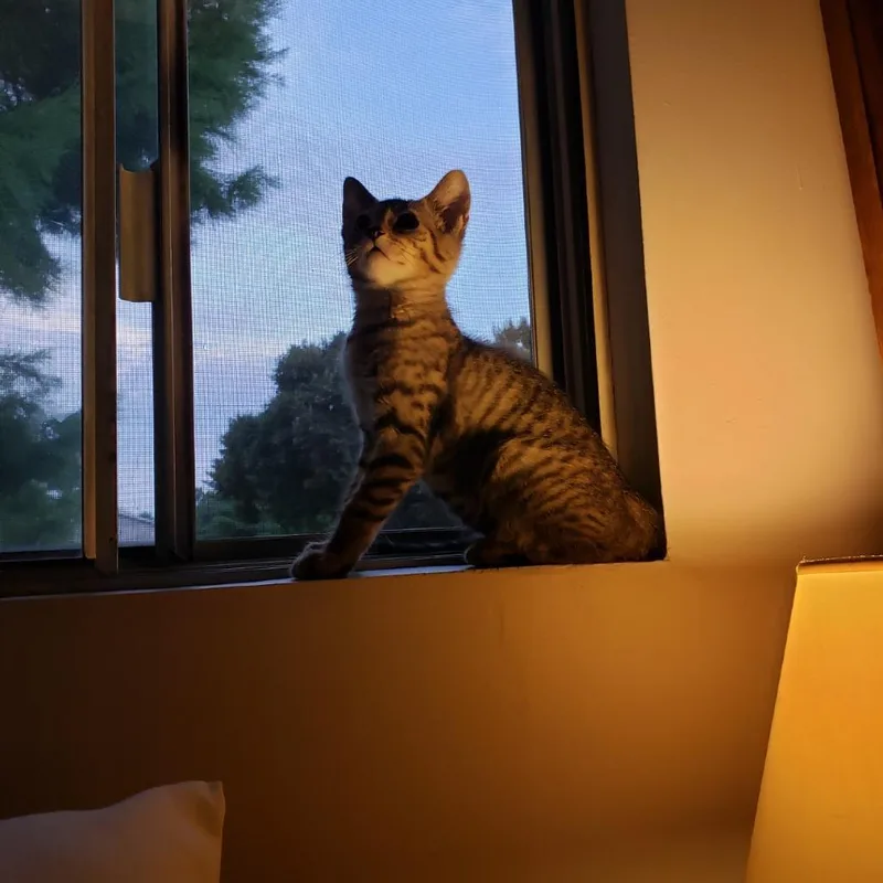 Berlioz thumbnail 2
