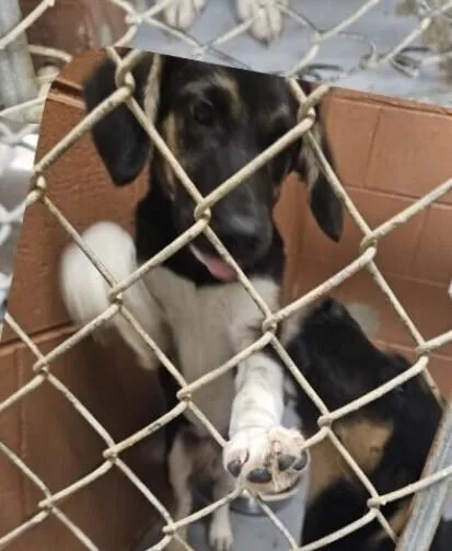 A baby medium-sized female Tricolor (Brown, Black, & White) Shepherd dog named Pup July for adoption in Washington, DC