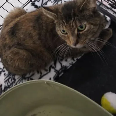 Bobbie Sox  Affectionate