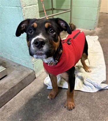 A young small-sized male Staffordshire Bull Terrier dog named Bruno for adoption in Sacramento, CA
