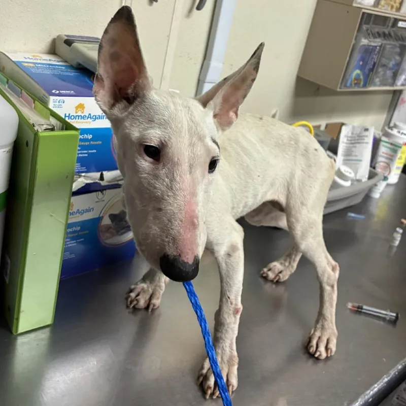 A young medium-sized female White / Cream Bull Terrier dog named Romani for adoption in Bryan, TX
