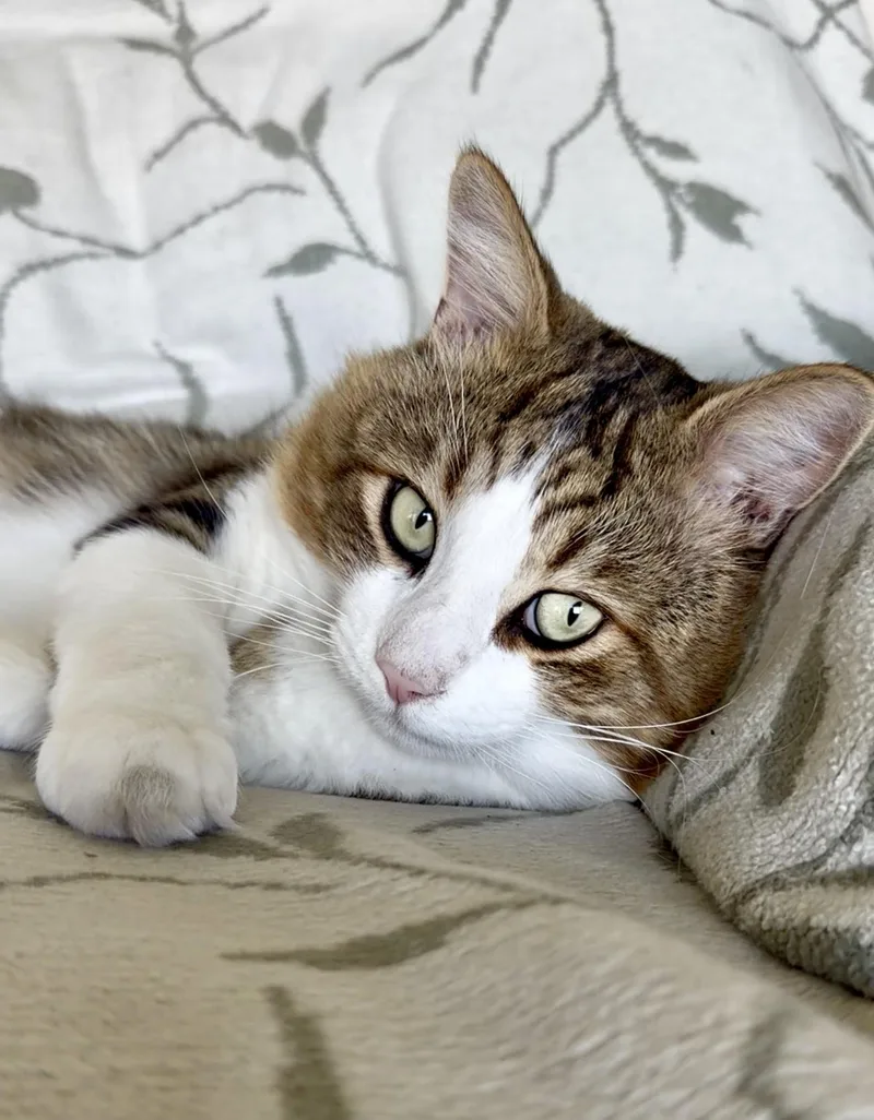 A young large-sized male Gray & White Domestic Long Hair cat named Leo for adoption in San Rafael, CA