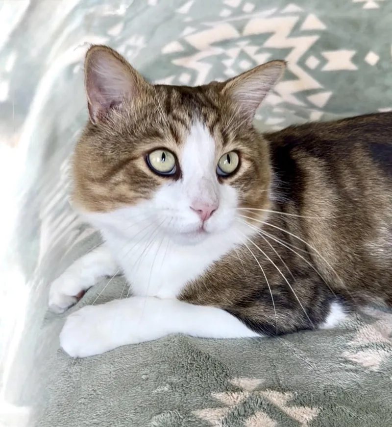 Leo thumbnail 5