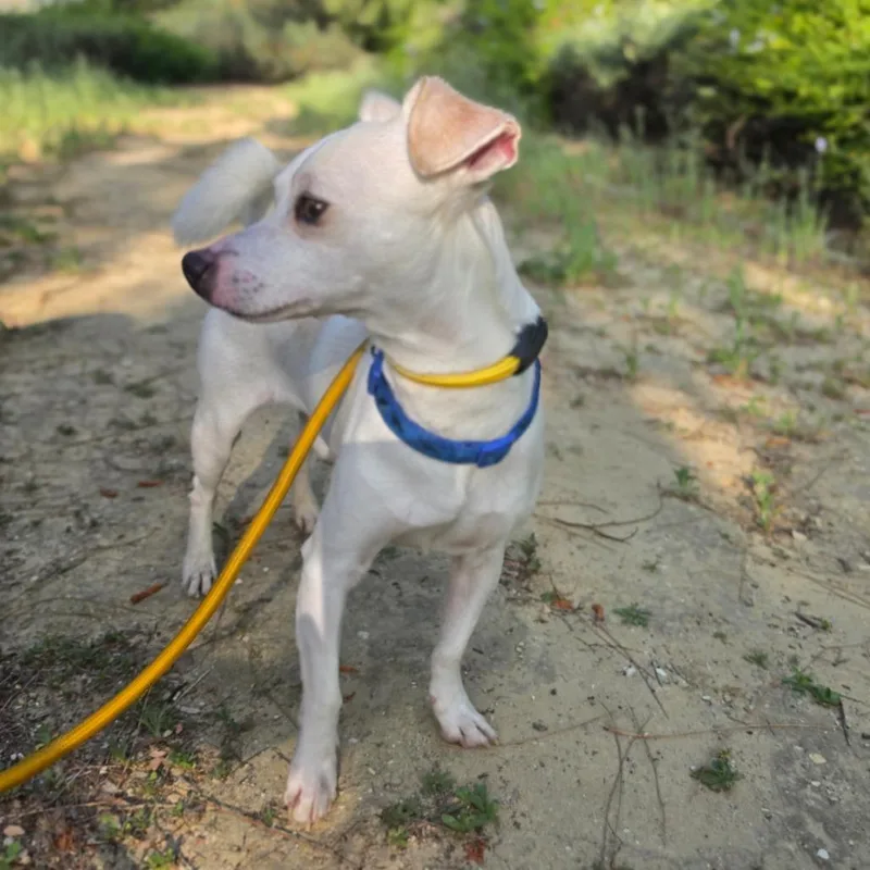 An adult small-sized male White / Cream Jack Russell Terrier dog named James Bond Chino for adoption in Chino Hills, CA