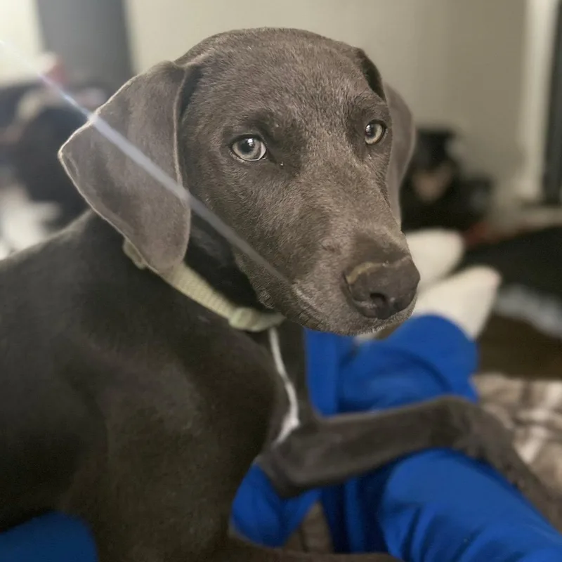 A baby medium-sized male Gray / Blue / Silver Labrador Retriever dog named Dutton for adoption in Bethpage, NY