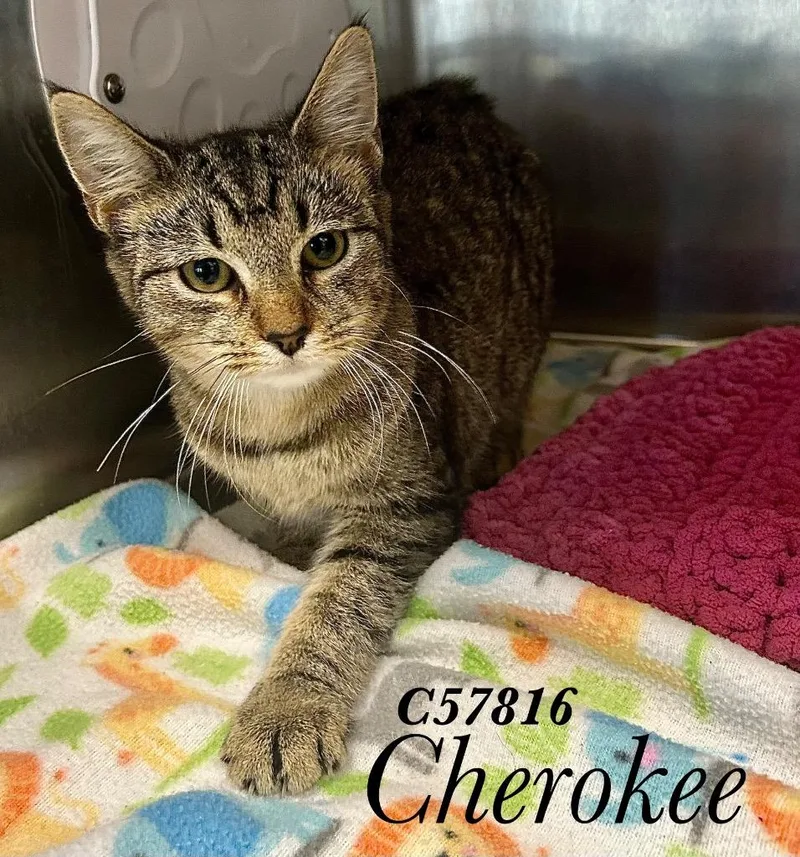 A young medium-sized female Domestic Short Hair cat named Cherokee for adoption in Clarksville, TN
