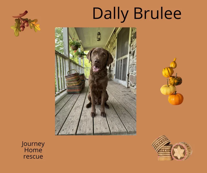 Dally Brulee thumbnail 2