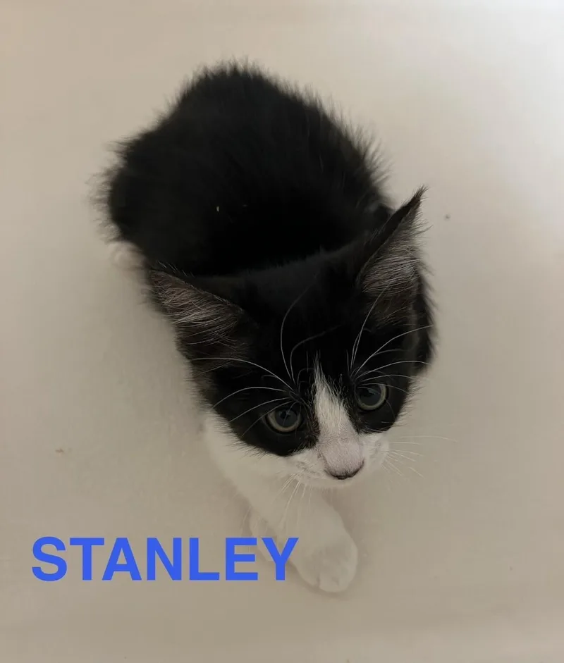 Stanley The Office