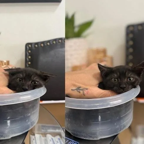 A baby small-sized female Domestic Short Hair cat named Nini for adoption in Long Island City, NY