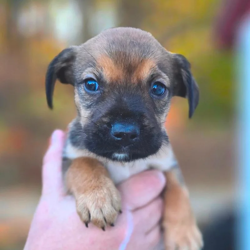 A baby medium-sized male Black Shepherd dog named CT Chestnut avail Nov for adoption in Eastford, CT