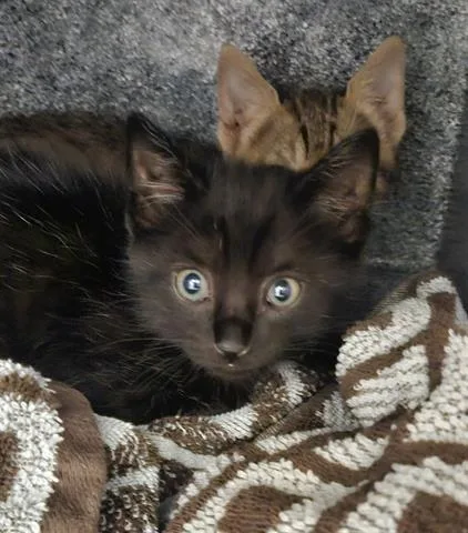 A baby small-sized male Domestic Short Hair cat named Joey for adoption in San Martin, CA
