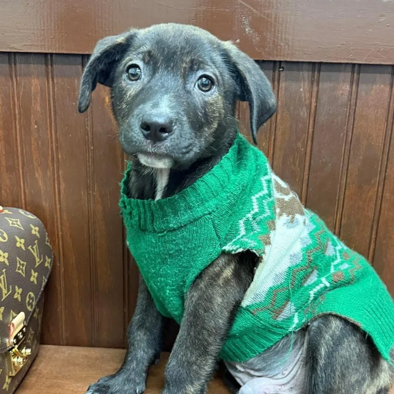 A young small-sized male Brown / Chocolate Mixed Breed dog named Petey for adoption in Bartlett, TN