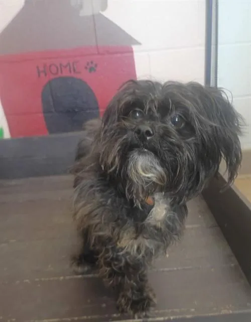 An adult small-sized male Maltese dog named Oliver for adoption in Castaic, CA
