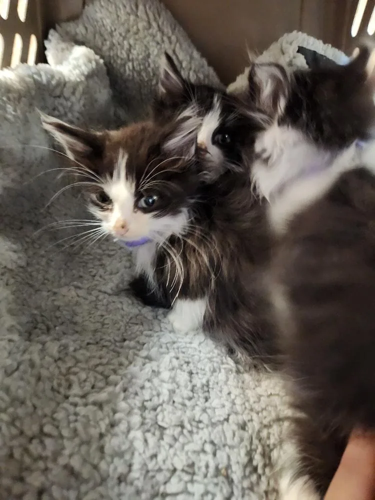 Cat thumbnail 2