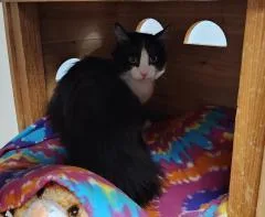 Cat thumbnail 3