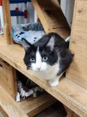 Cat thumbnail 4
