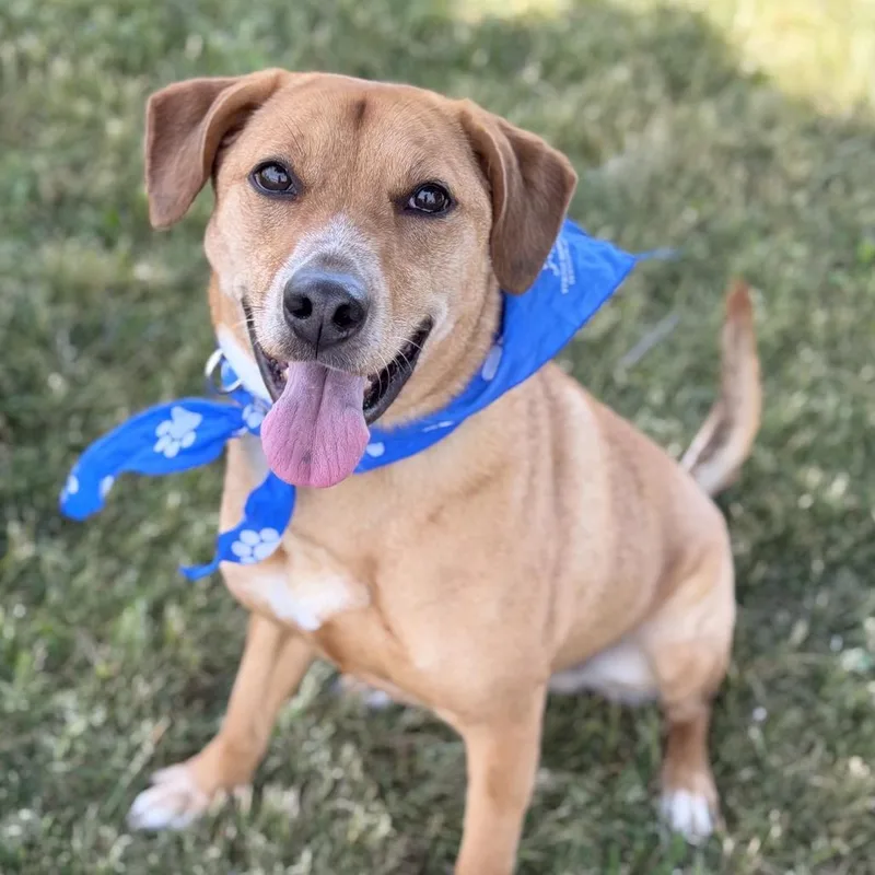 An adult medium-sized male Golden Mixed Breed dog named Clark for adoption in DeKalb, IL