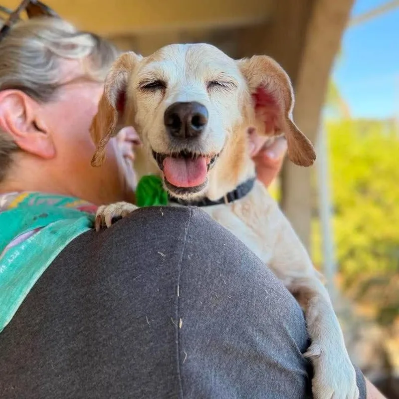 A senior small-sized female White / Cream Chihuahua dog named Bailey Blue for adoption in Ramona, CA