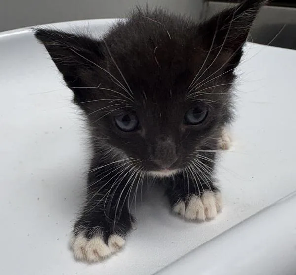 A baby small-sized male Domestic Short Hair cat named Pen Jordan for adoption in Lawrenceville, GA